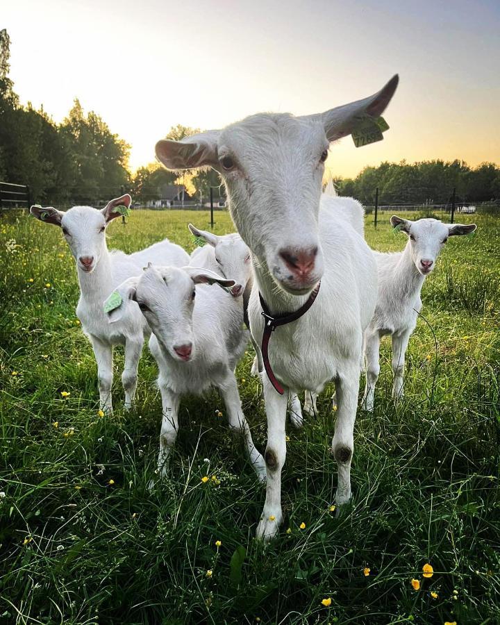 Pipowagens Bij Pannenkoekenrestaurant & Camping De Koppenjan 'Een Uniek Verblijf Met Kinderspeelboerderij' Jubbega-Schurega エクステリア 写真