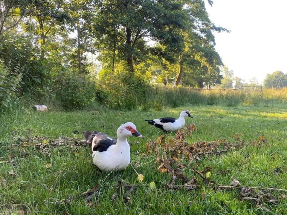 Pipowagens Bij Pannenkoekenrestaurant & Camping De Koppenjan 'Een Uniek Verblijf Met Kinderspeelboerderij' Jubbega-Schurega エクステリア 写真